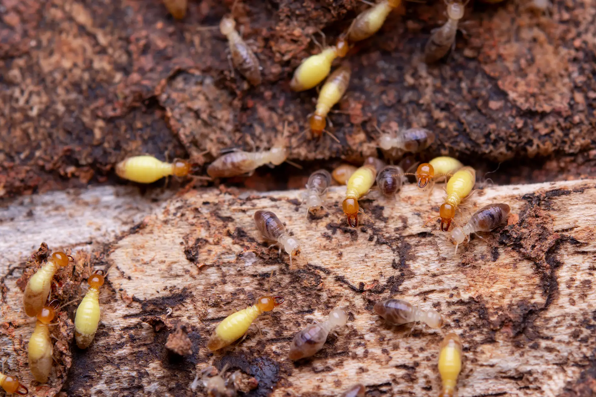 Termites qui attaquent une planche de bois